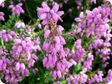 blumen02