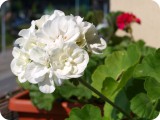 blumen03
