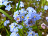 blumen04