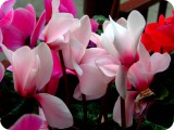 blumen05