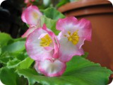 blumen06