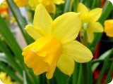 blumen08