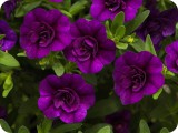 blumen10