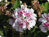 blumen11