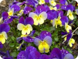 blumen12