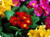 blumen13