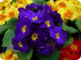 blumen14