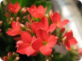 blumen15