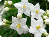 blumen16