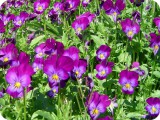 blumen19