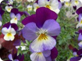 blumen20